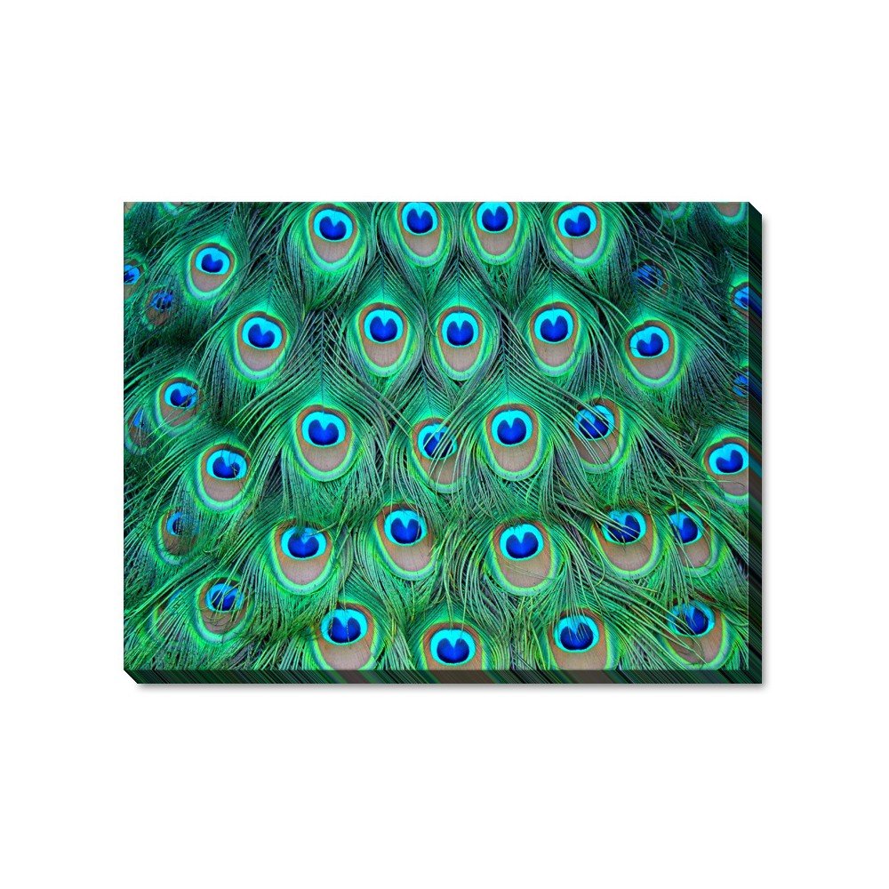 Obraz na plátně Global Art Production Peacock Feather, 60 x 80 cm v:767802
