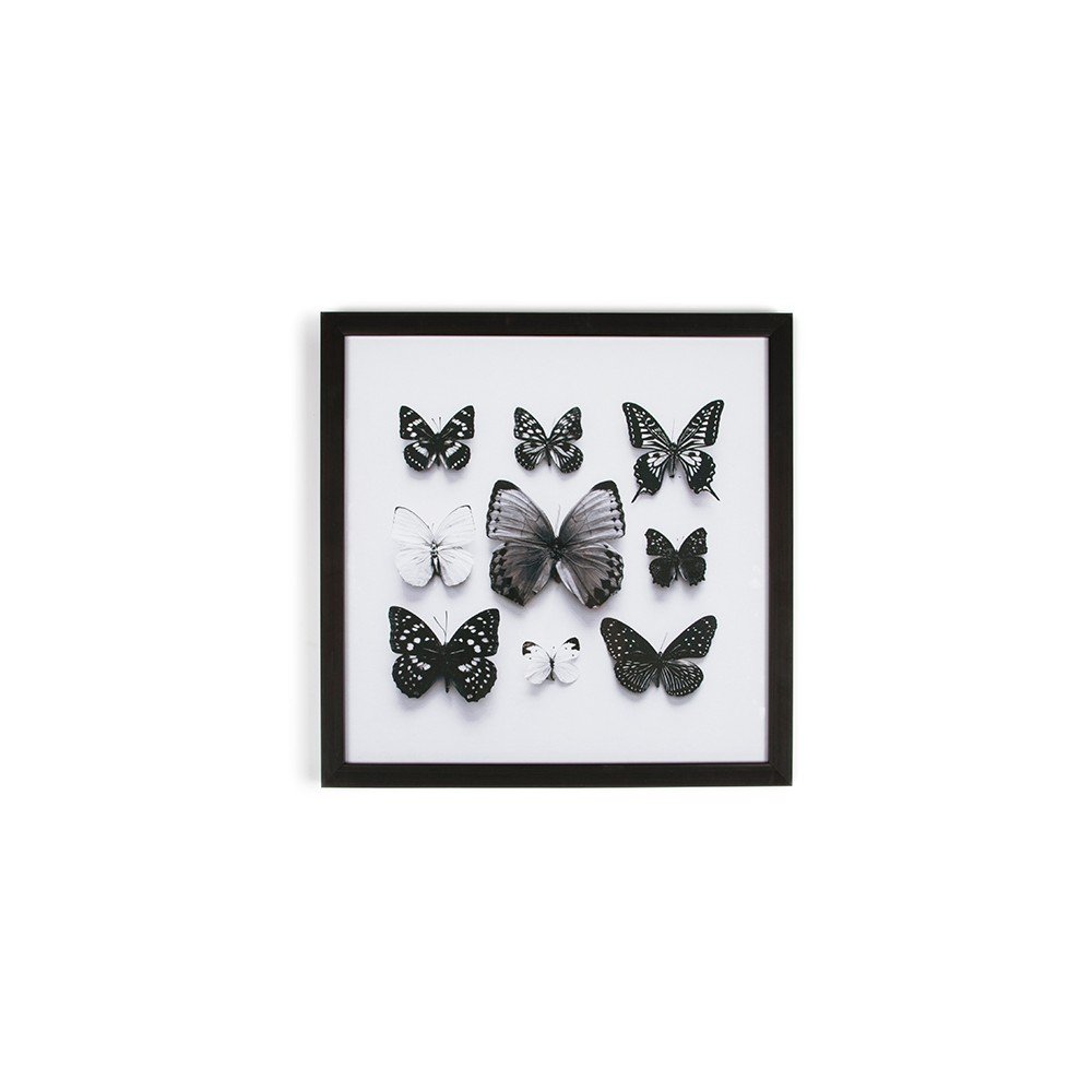 Obraz v rámu Graham & Brown Butterfly Studies, 50 x 50 cm v:745122
