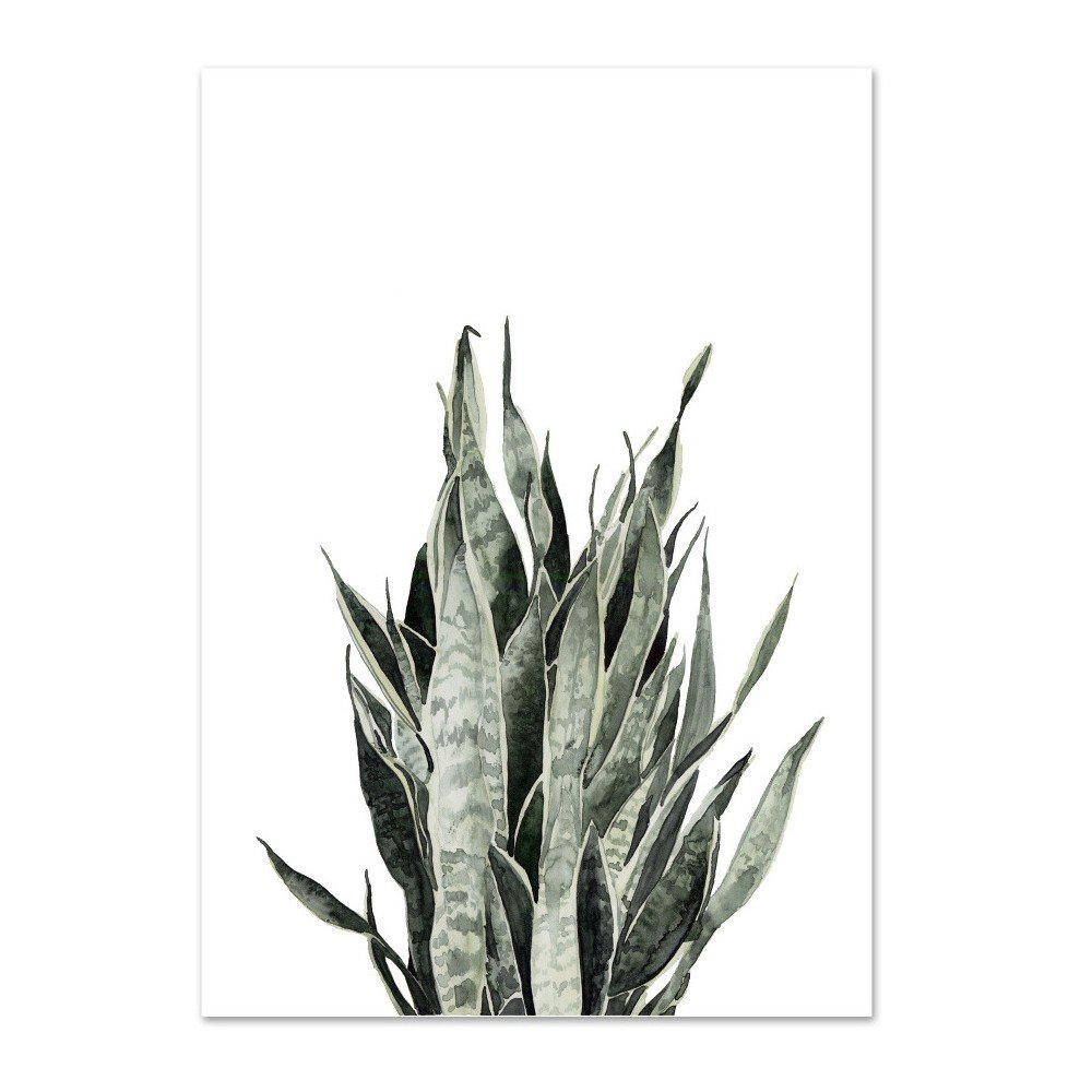 Plakát Leo La Douce Sansevieria, 29,7 x 42 cm v:915604