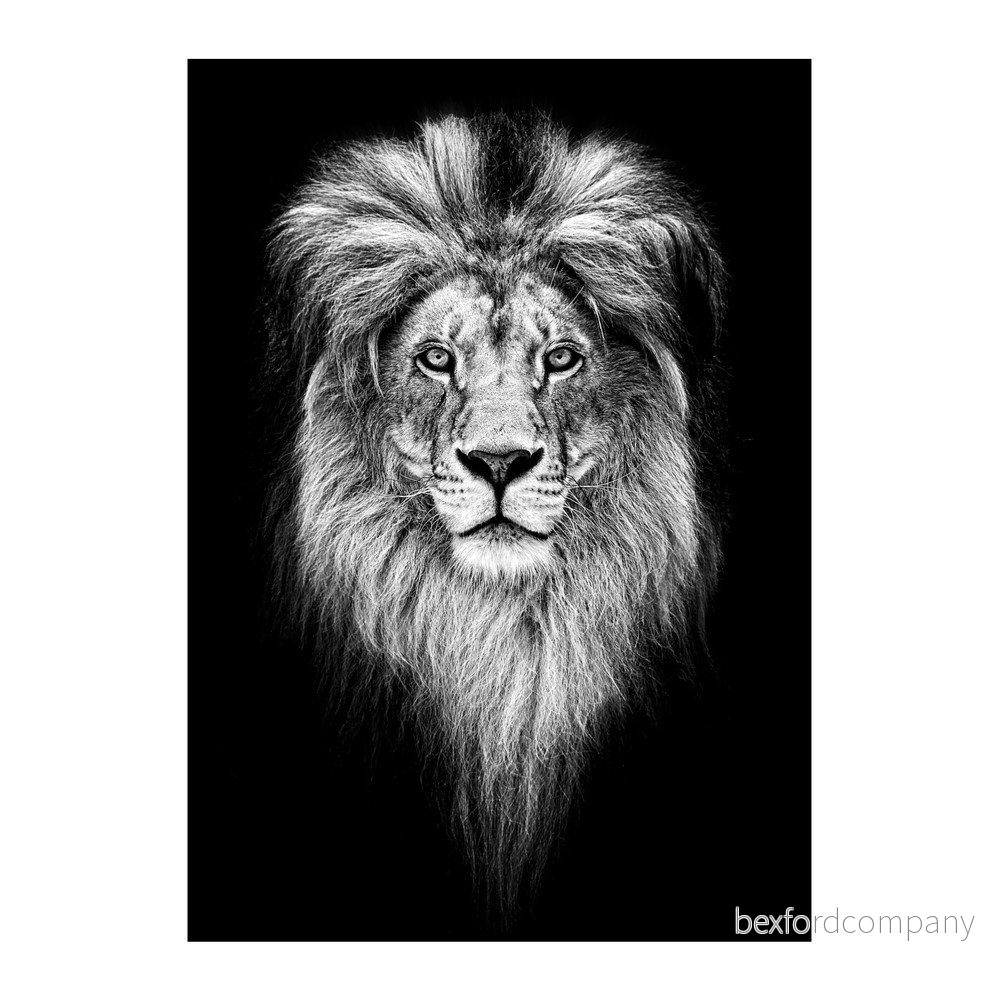 Plakát Imagioo King Of Jungle, 40 x 30 cm v:1269084