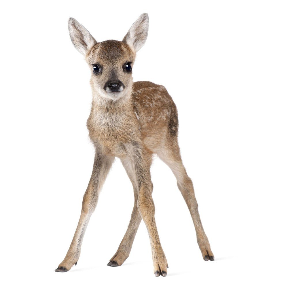 Nástěnná samolepka Dekornik Deer Lucy, 72 x 115 cm v:980796